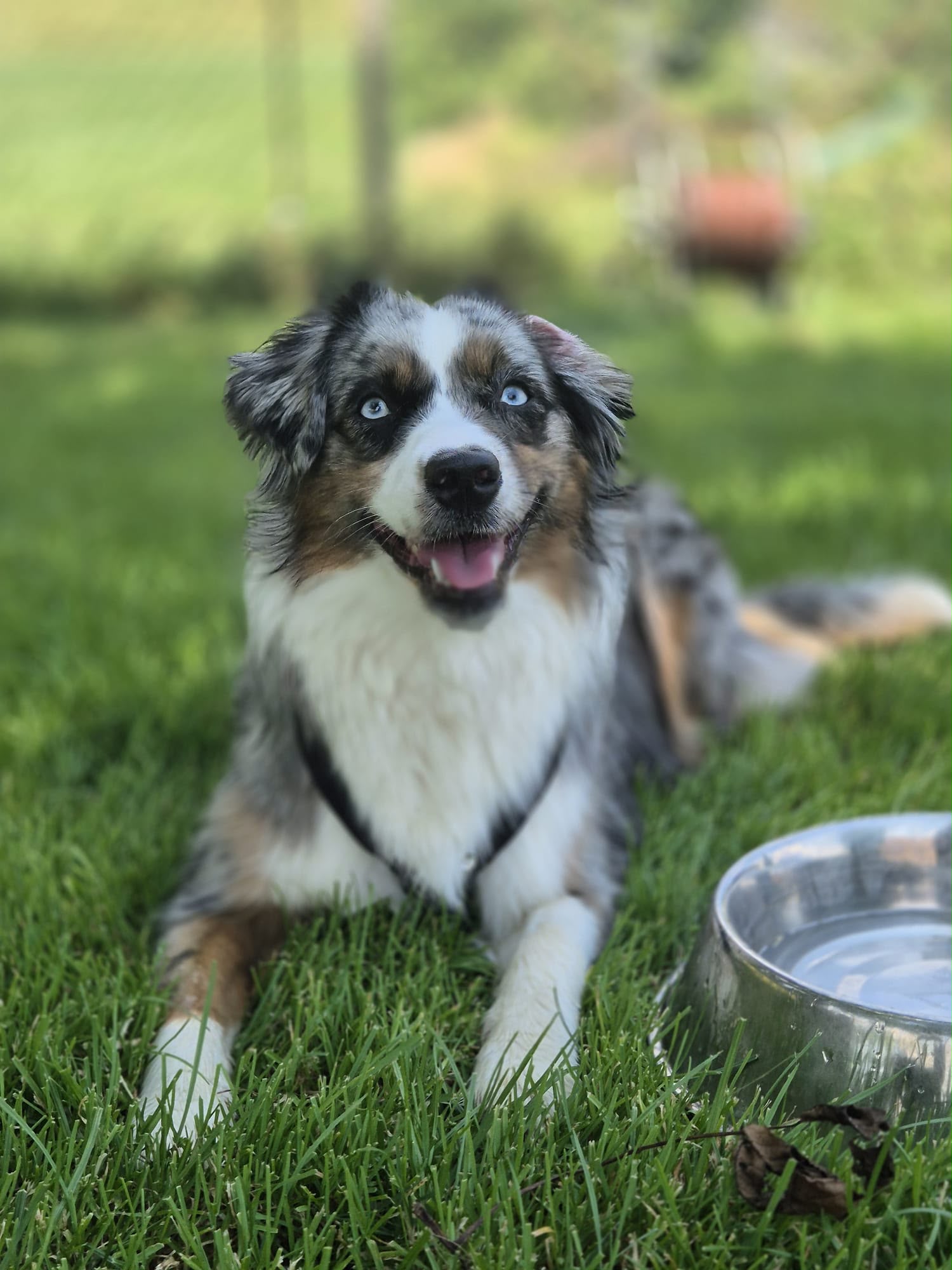Hund bei der Ferienbetreuung
