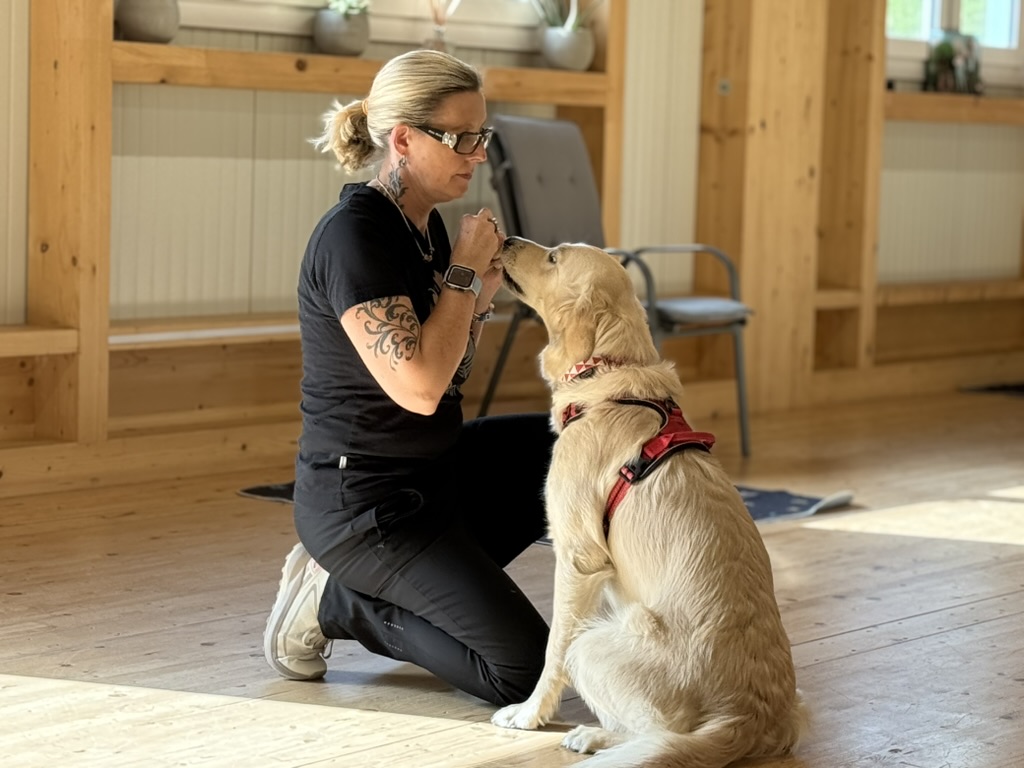 Hundetraining im Indoor-Raum