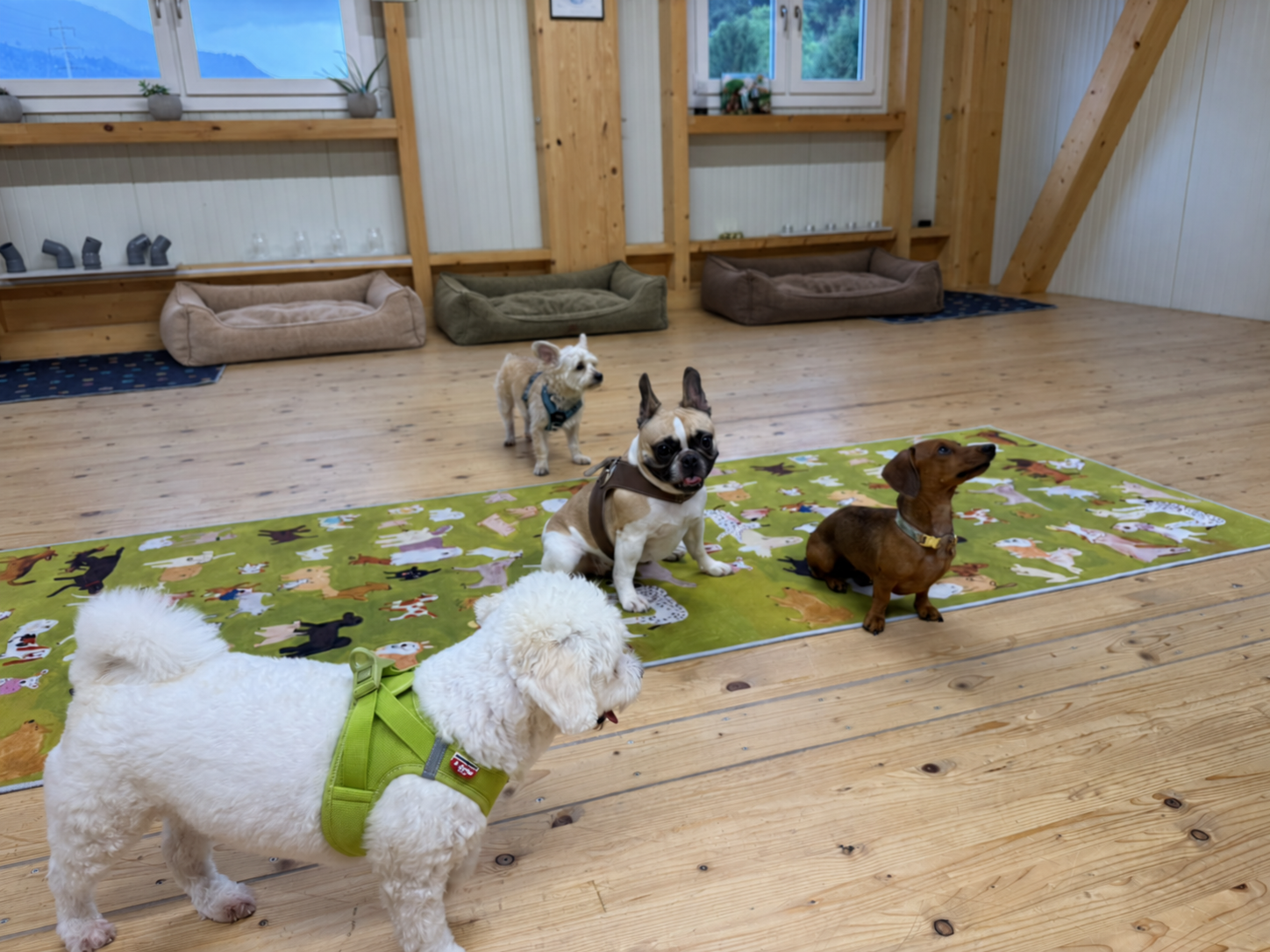 Kleine Hunde beim Doggy Deluxe Mini Day in der Indoorhalle